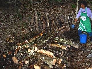 Shiitake mushroom cultivation