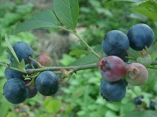 True harvest and use of blueberry