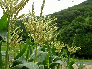 corn male flower