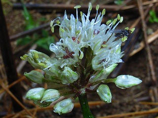 Flower of ascetic garlic