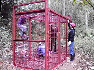 Assembly of cage for wild boar capture