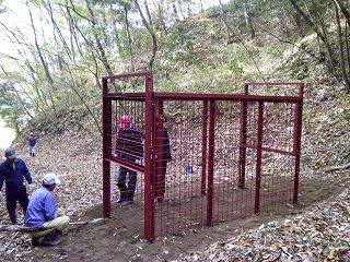 The soil is put under the cage for the wild boar capture