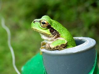 Photograph of Japan hyla