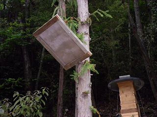 Photograph of amount of bee inducement board