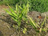 Ginger's leaves