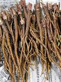 Tuber of burdock