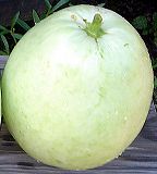 Photograph of fruits of dried gourd shavings (moonflower)