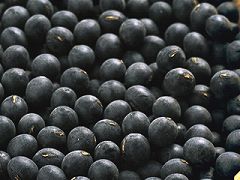 Photograph of black soybean