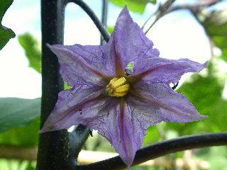 eggplant's flower