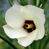 Okra flower