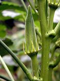 Okra fruits