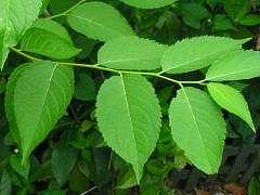 Photograph of leaf of du zhong