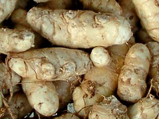 rhizome of turmeric