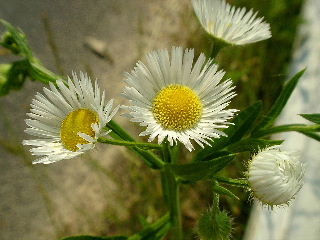 Photograph of Fleabane