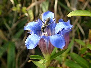 gentian flower